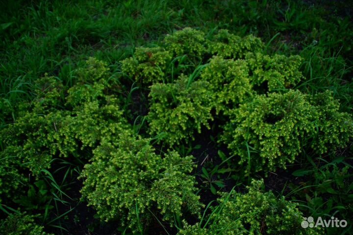 Тсуга Канадская Эдделох