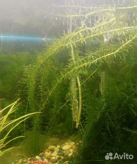 Аквариумные растения