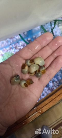 Улитки ампулярии