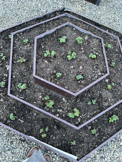 Саженцы клубники