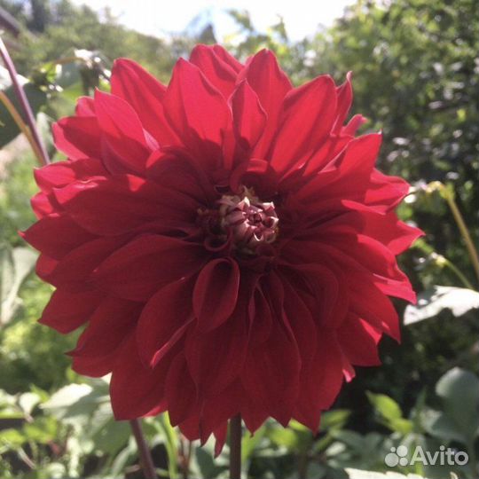 Георгины корни отдам