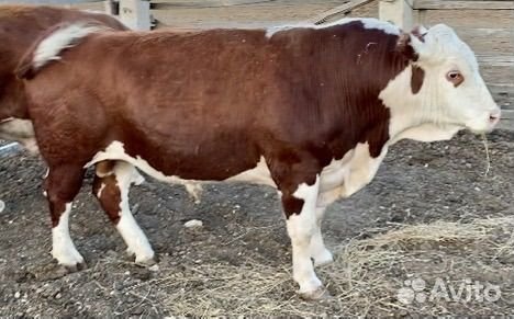 Быки на Племя или мясо