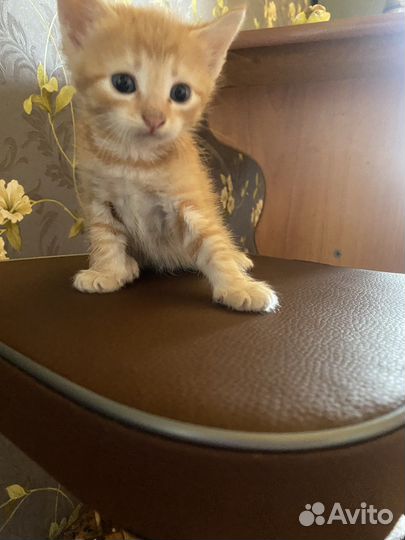 Кошки в добрые руки