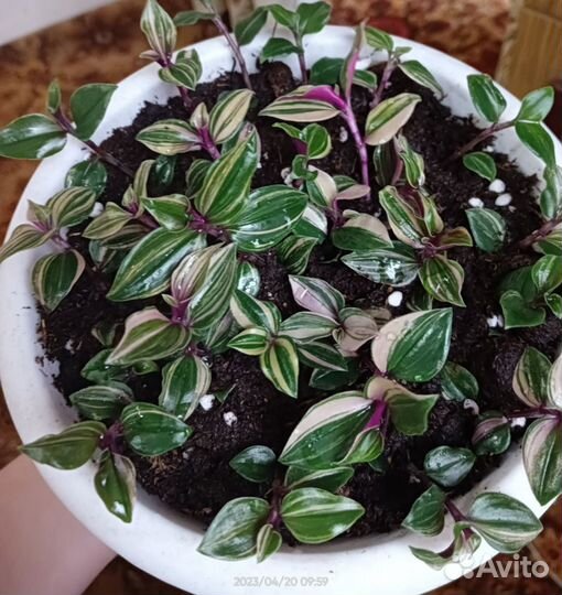 Традесканции сортовые