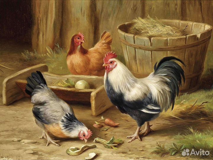 Куры несушки