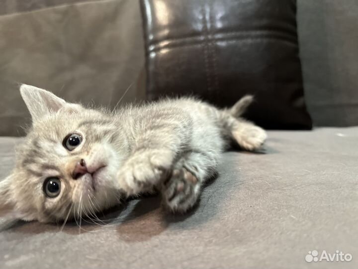 Котята бесплатно