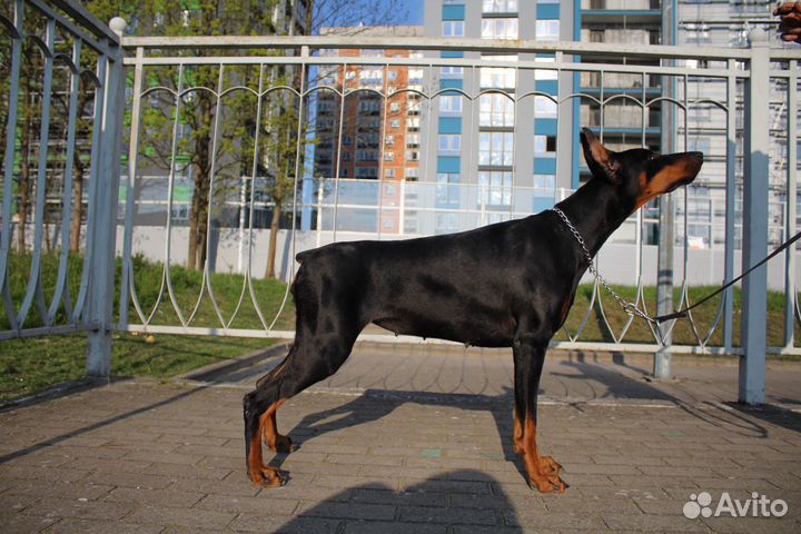 Доберман для фотосессии