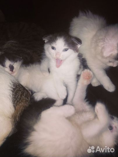 Кошки в добрые руки