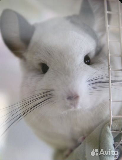 Шиншиллы светлых окрасов в питомнике подмосковье