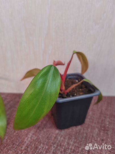 Филодендрон ред эмеральд