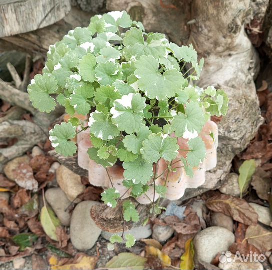 Будра многолетняя, вечнозеленая