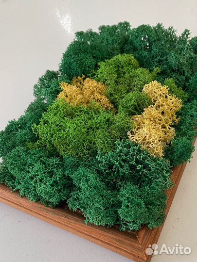 Стабилизированный мох в Самаре в наличии