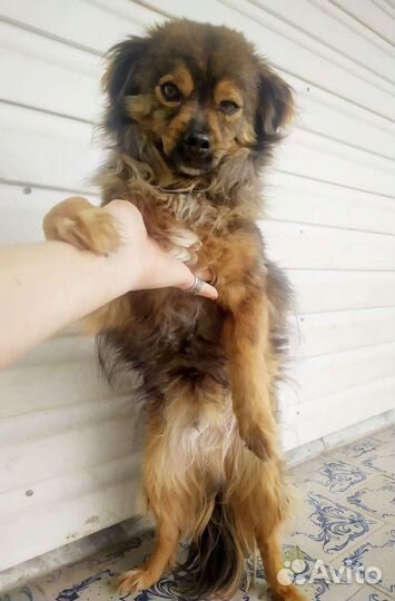 Маленькая собака мальчик