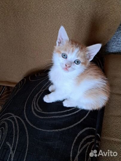 Котята