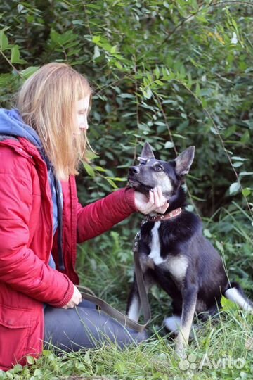 Собака в добрые руки