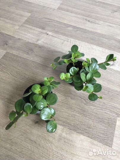 Пеперомия тетрафилла Хоуп