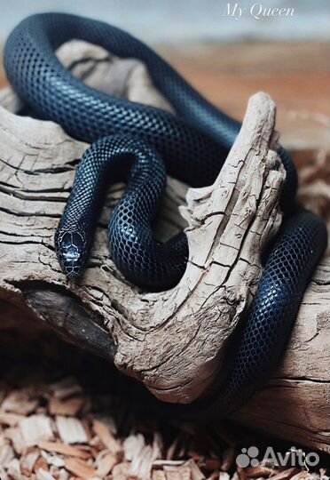 Змея. Королевская Нигрита. Самка