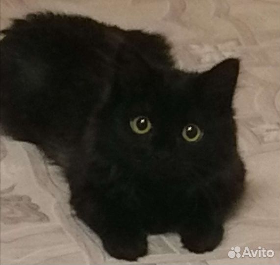 Котик, 6 месяцев