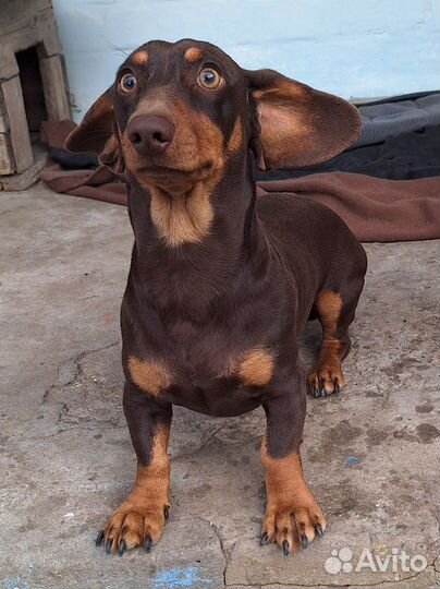 Такса для дам мальчик