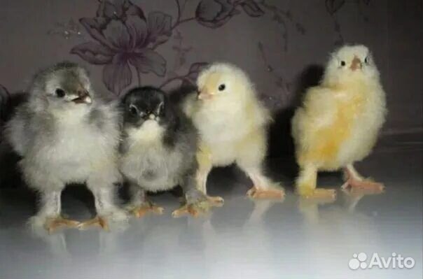 Цыплята