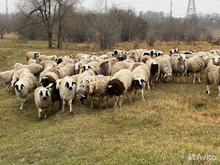 Овцы бараны ягнята