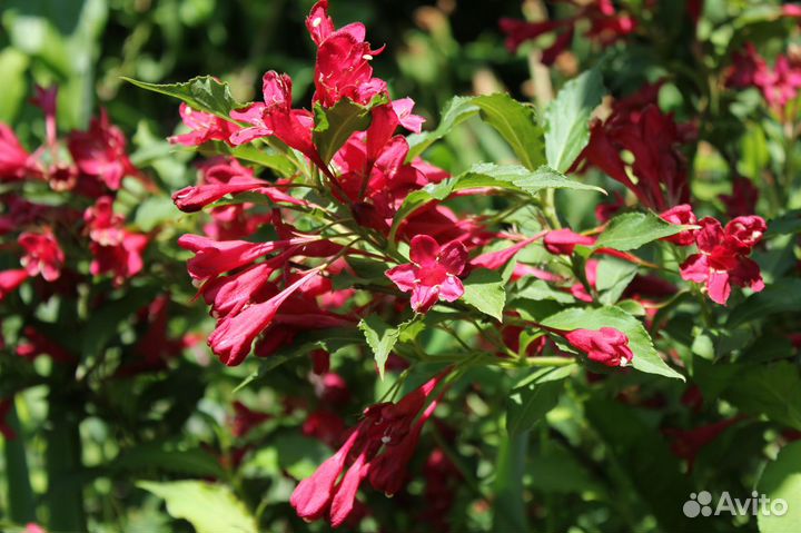 Декоративные кустарники и цветы