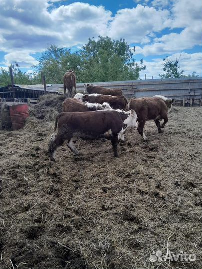 Бычки (казахские белоголовые )