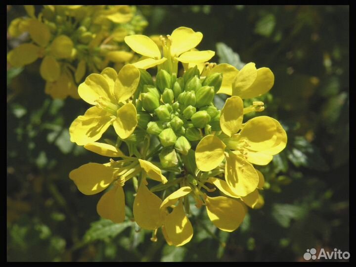 Семена Горчицы Белой оптом