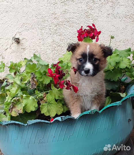 Щенки маленькой собаки