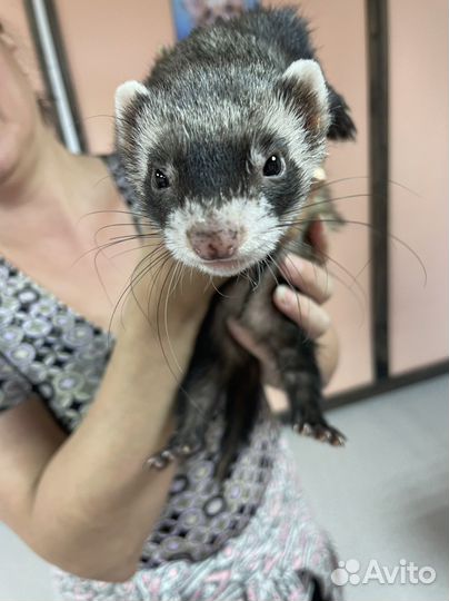 Услуги по передержке домашних животных petsyk