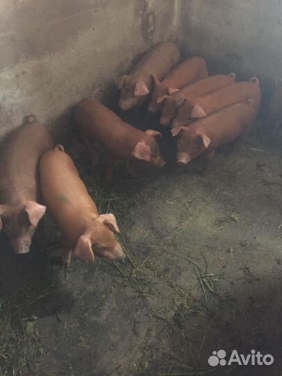 Поросенок Дюрок