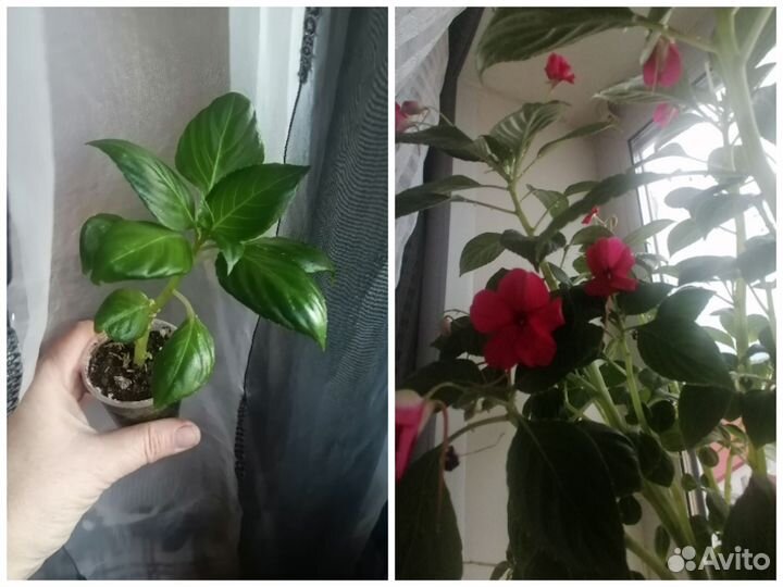 Цветы для дома