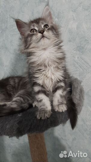 Котята мейн-кун