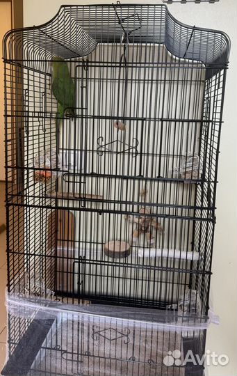 Ожереловый попугай птенец с клеткой