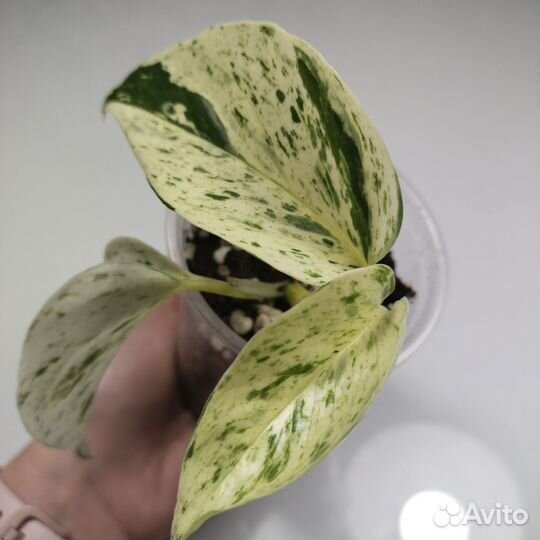 Эпипремнум Сноу квин (марбл Квин)