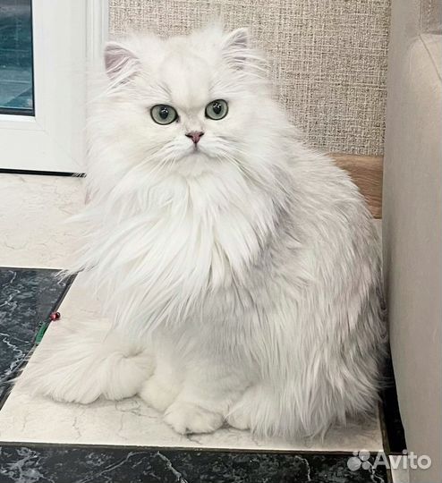 Британская серебристая шиншилла