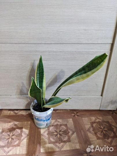 Сансевиерия