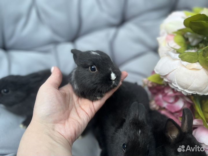 Декоративные кролики