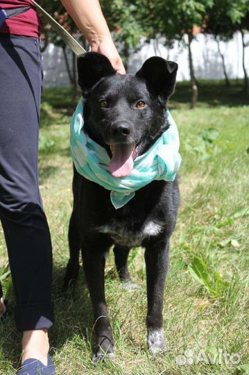 Собака с красивыми глазами грустит и ждёт хозяина