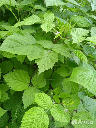 Саженцы ремонтантной малины