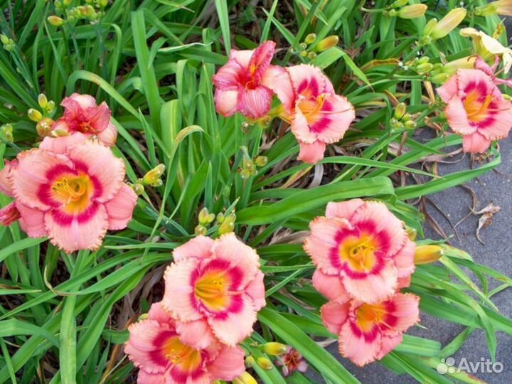 Лилейники Строберри Кэнди