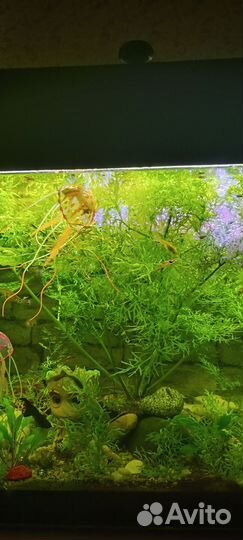 Аквариумное растение индийский папоротник