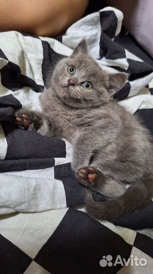 Британские котята