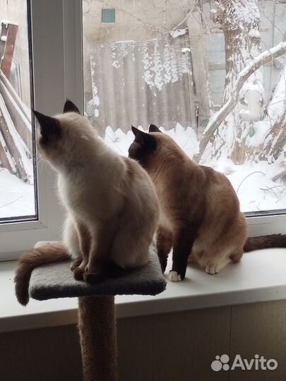 Тайские котята