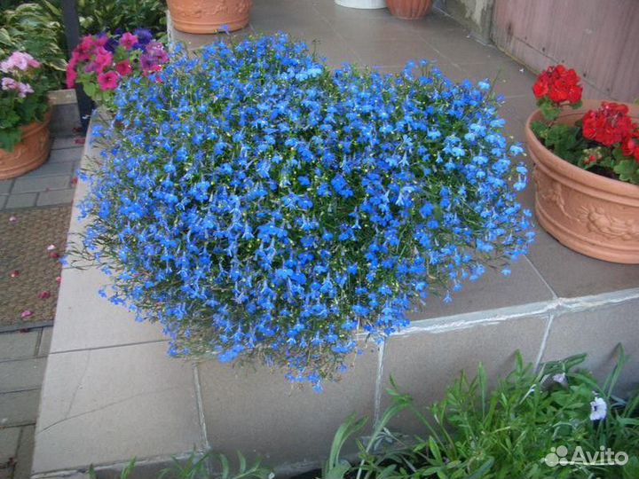 Лобелия голубая