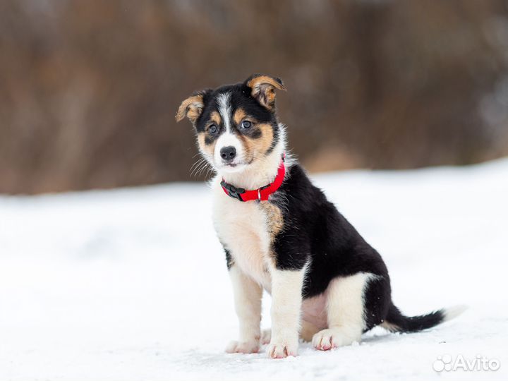 Щеночек девочка