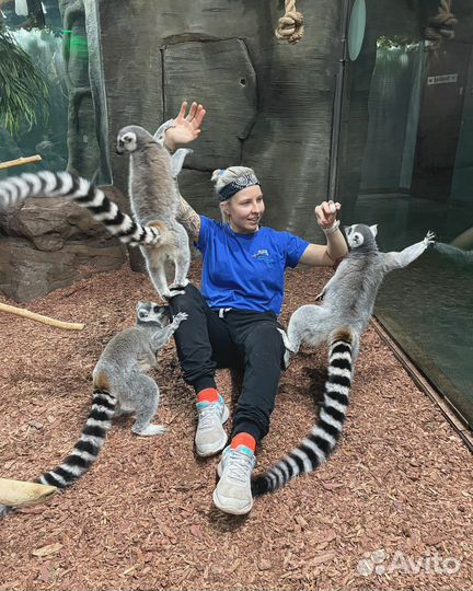 Кинолог Дрессировка Воспитание собак