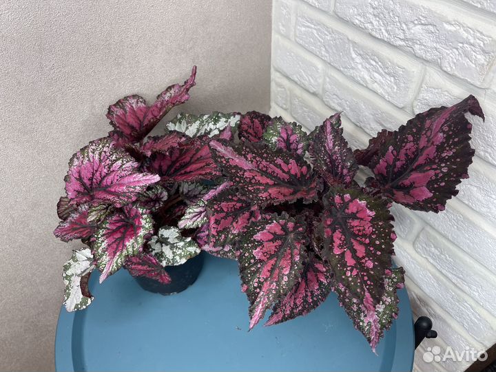 Бегония рекс комнатные цветы
