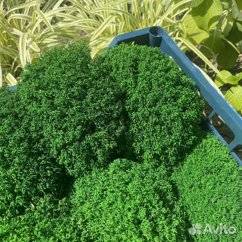 Мох стабилизированный натуральный