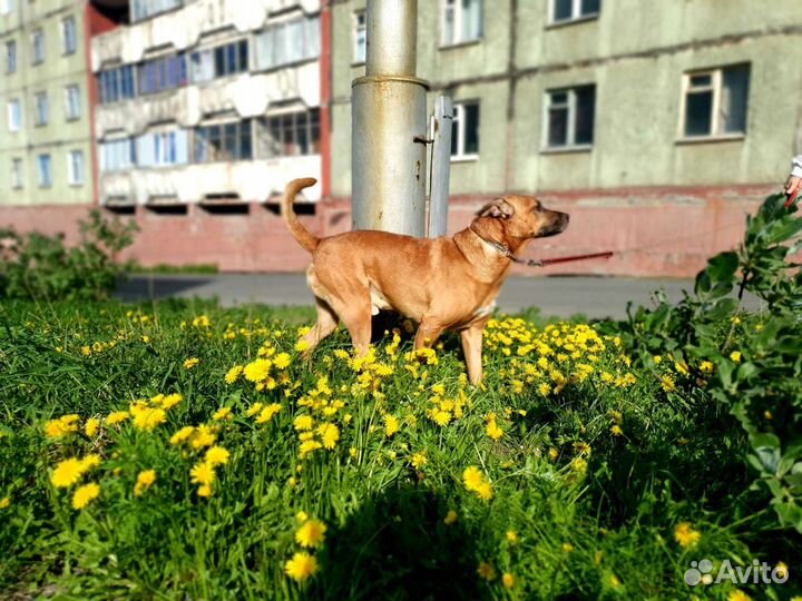 Передержка для домашних животных